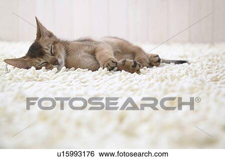 Stock Photograph - Abyssinian cat sleeping. Fotosearch