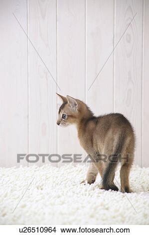 Abyssinian cat standing View Large Photo Image Picture - Abyssinian cat standing. Fotosearch