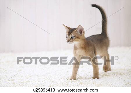Stock Image - Abyssinian cat standing. Fotosearch