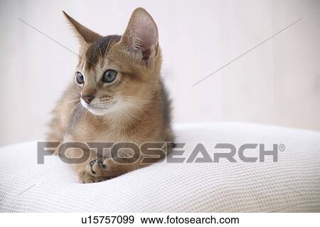 Abyssinian cat View Large Photo Image Stock Photo - Abyssinian cat. Fotosearch