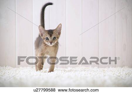 Stock Photo - Abyssinian cat walking. Fotosearch
