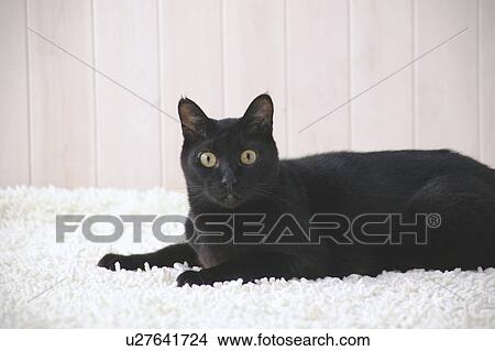 Black cat looking at camera View Large Photo Image Picture - Black cat looking at camera. Fotosearch