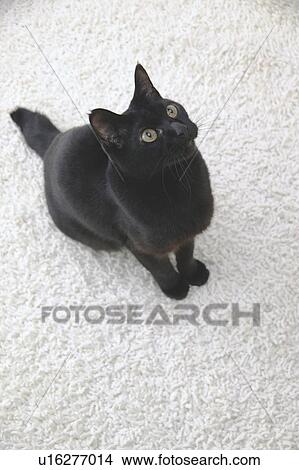 Black cat looking upwards View Large Photo Image Picture - Black cat looking upwards. Fotosearch