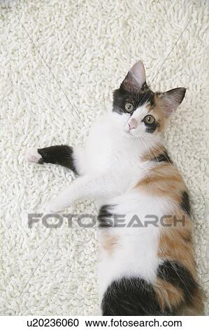 Calico cat looking at camera View Large Photo Image Stock Image - Calico cat looking at camera. Fotosearch