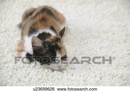 Calico cat looking at camera View Large Photo Image Stock Photograph - Calico cat looking at camera. Fotosearch
