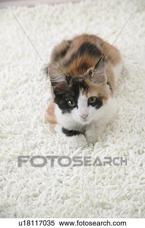 Stock Photography - Calico cat looking at camera. Fotosearch