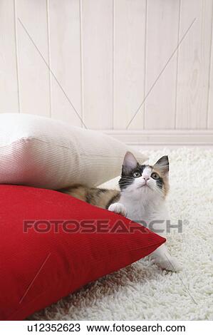 Calico cat looking up View Large Photo Image Stock Image - Calico cat looking up. Fotosearch
