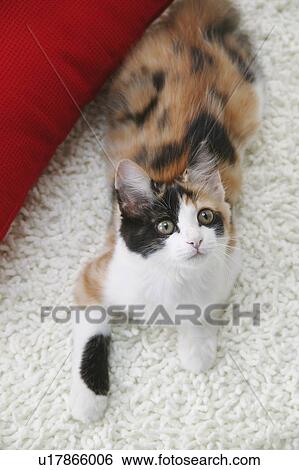 Stock Photograph - Calico cat looking up. Fotosearch