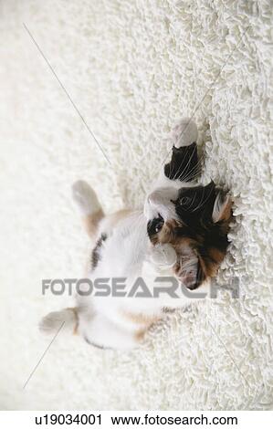 Stock Image - Calico cat lying on back. Fotosearch