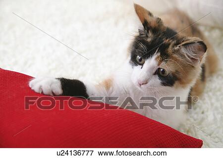 Calico cat touching cushion View Large Photo Image Stock Photo - Calico cat touching cushion. Fotosearch