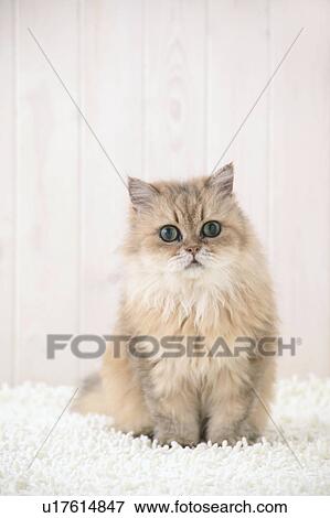 Stock Photo - Chinchilla cat looking at camera. Fotosearch