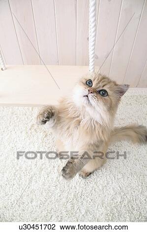 Chinchilla cat looking upwards View Large Photo Image Stock Image - Chinchilla cat looking upwards. Fotosearch