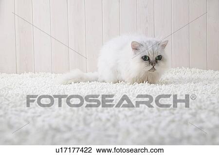Chinchilla cat lying down View Large Photo Image Stock Image - Chinchilla cat lying down. Fotosearch