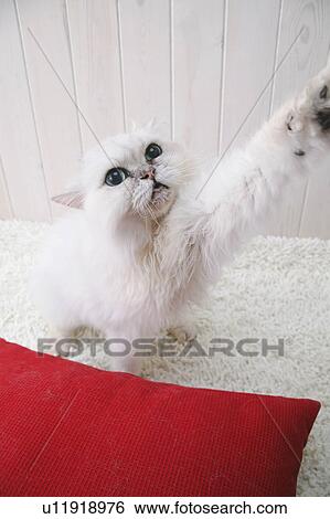 Chinchilla cat reaching its paw View Large Photo Image Stock Photograph - Chinchilla cat reaching its paw. Fotosearch