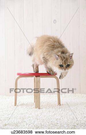 Stock Photo - Chinchilla cat standing on a chair. Fotosearch