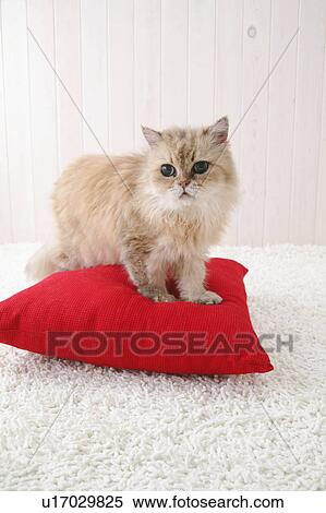 Chinchilla cat standing on cushion View Large Photo Image Stock Photography - Chinchilla cat standing on cushion. Fotosearch