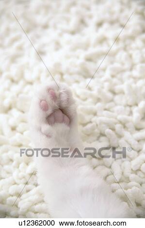 Close-up of cat's paw View Large Photo Image Stock Image - Close-up of cat's paw. Fotosearch