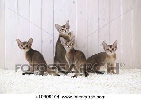 Four cats looking at camera View Large Photo Image Picture - Four cats looking at camera. Fotosearch