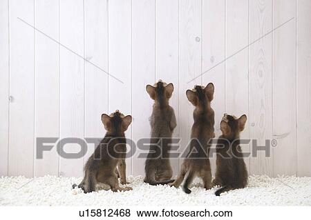 Four cats looking up, rear view View Large Photo Image Stock Photo - Four cats looking up, rear view. Fotosearch