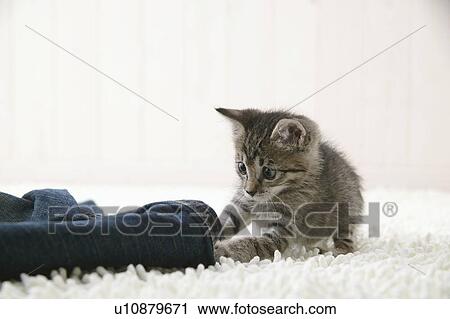 Kitten touching jeans View Large Photo Image Stock Image - Kitten touching jeans. Fotosearch