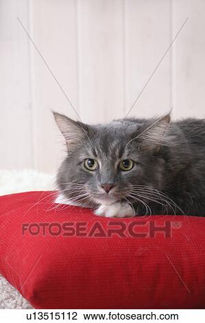 Maine coon cat looking at camera View Large Photo Image Stock Image - Maine coon cat looking at camera. Fotosearch
