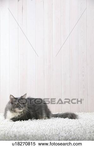 Stock Photography - Maine coon cat lying down. Fotosearch