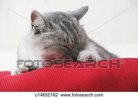 Mixed breed cat licking its paw View Large Photo Image Stock Image - Mixed breed cat licking its paw. Fotosearch