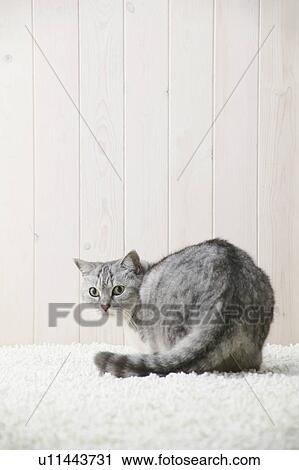 Stock Image - Mixed breed cat looking at camera. Fotosearch