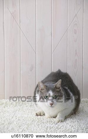 Mixed breed cat looking at camera View Large Photo Image Stock Image - Mixed breed cat looking at camera. Fotosearch