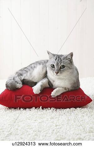 Mixed breed cat lying down View Large Photo Image Stock Image - Mixed breed cat lying down. Fotosearch