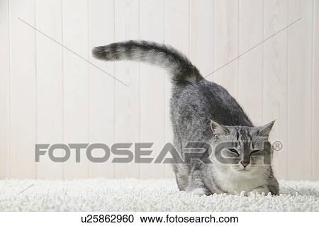 Mixed breed cat lying down View Large Photo Image Stock Image - Mixed breed cat lying down. Fotosearch