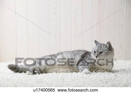 Stock Photography - Mixed breed cat lying down. Fotosearch