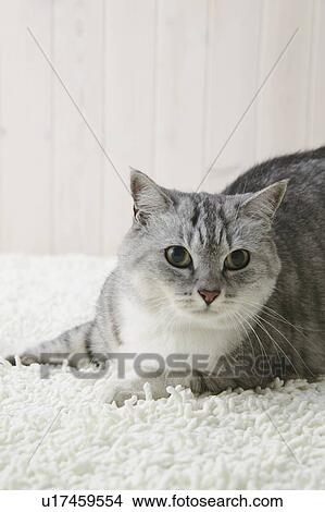 Picture - Mixed breed cat. Fotosearch