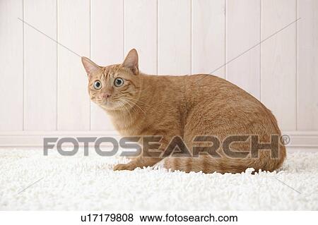 Stock Photo - Mixed breed cat sitting. Fotosearch