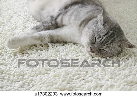 Stock Image - Mixed breed cat sleeping. Fotosearch