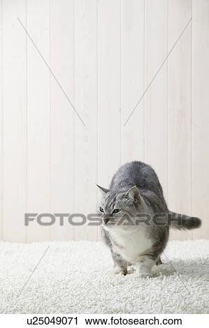 Mixed breed cat standing View Large Photo Image Stock Image - Mixed breed cat standing. Fotosearch