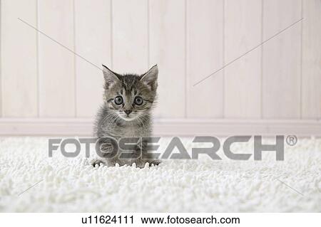 Mixed breed kitten looking at camera View Large Photo Image Stock Image - Mixed breed kitten looking at camera. Fotosearch