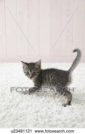 Stock Image - Mixed breed kitten looking at camera. Fotosearch