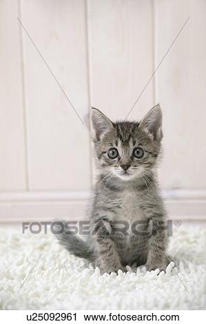 Mixed breed kitten looking at camera View Large Photo Image Stock Image - Mixed breed kitten looking at camera. Fotosearch