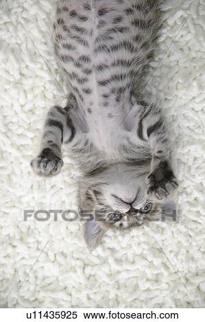 Mixed breed kitten lying on back View Large Photo Image Stock Photography - Mixed breed kitten lying on back. Fotosearch