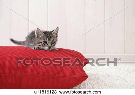 Stock Photo - Mixed breed kitten lying on cushion. Fotosearch