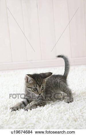 Picture - Mixed breed kitten. Fotosearch