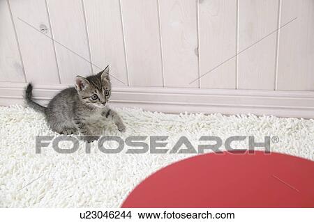 Picture - Mixed breed kitten. Fotosearch