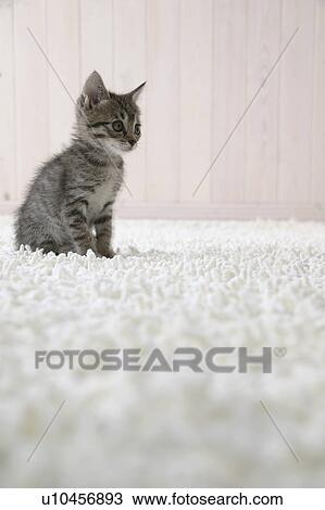 Mixed breed kitten sitting on floor View Large Photo Image Stock Image - Mixed breed kitten sitting on floor. Fotosearch