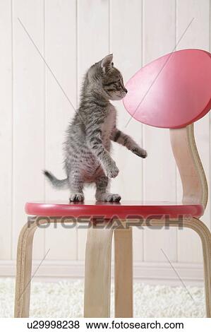 Mixed breed kitten standing on chair View Large Photo Image Stock Photo - Mixed breed kitten standing on chair. Fotosearch