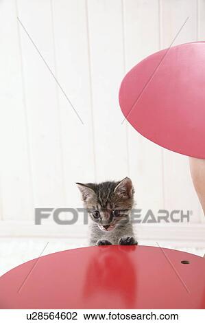 Mixed breed kitten standing View Large Photo Image Stock Image - Mixed breed kitten standing. Fotosearch