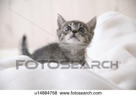 Mixed breed kitten View Large Photo Image Stock Photo - Mixed breed kitten. Fotosearch