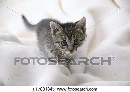 Mixed breed kitten View Large Photo Image Stock Photography - Mixed breed kitten. Fotosearch