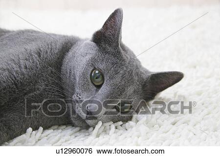 Russian blue cat looking at camera View Large Photo Image Stock Photograph - Russian blue cat looking at camera. Fotosearch