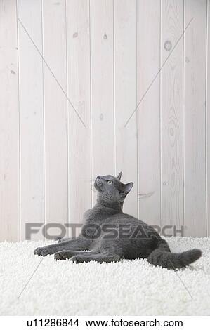 Russian blue cat looking upwards View Large Photo Image Picture - Russian blue cat looking upwards. Fotosearch